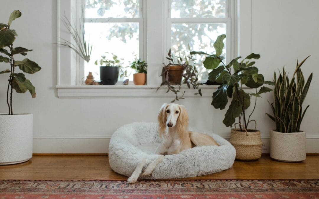 How to Choose a Pet Friendly Rug?!